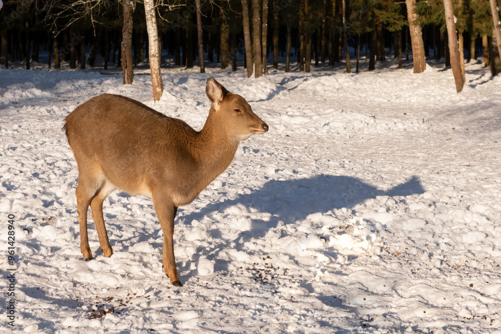 Fototapeta premium A female spotted deer on a frosty winter day