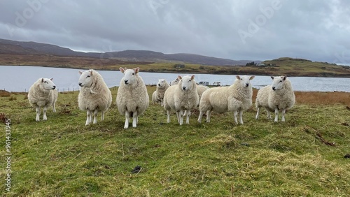 Photogenic sheep, clean, beautiful sheep, idyllic surroundings on Isle of Skye.