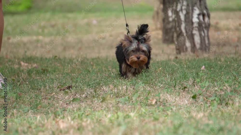 Yorkshire Terrier Walking in the Park, Slow Motion Yorkshire Terrier Walking in the Park, Slow Motion