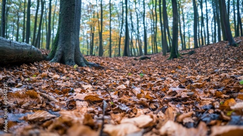 A forest floor with fungi breaking down leaf litter, showing the role of decomposers in nutrient cycling