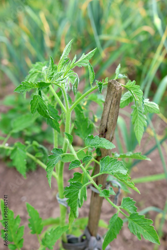 A growing stalk of tomatoes in the garden. Growing vegetables. photo