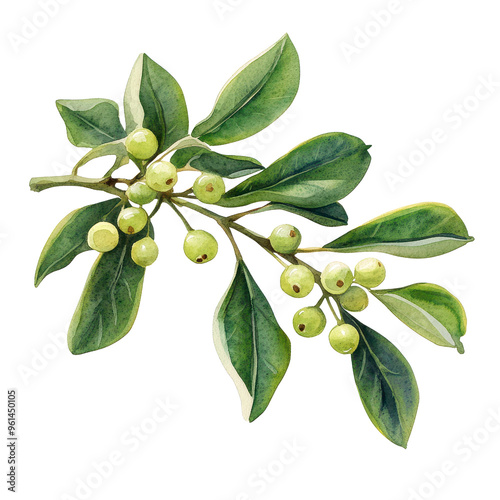 Wallpaper Mural Illustration of a green branch with leaves and small berries, perfect for nature-themed designs and botanical artwork. Torontodigital.ca