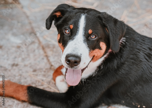 Hund schaut in die Kamera photo