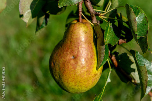 Pear on a young pear tree in a garden, different varieties, william pear, bon chretien pear, conference pear, healthy food photo