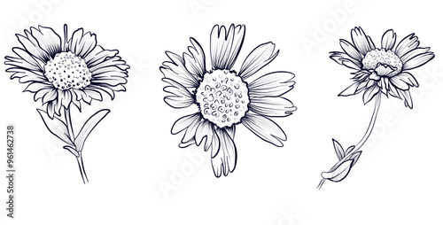 a set of black and white drawings of gaylardia flowers vector