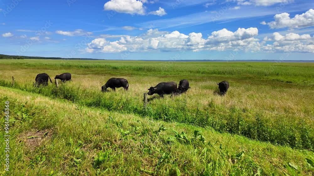 Black cow cattle grazing on sunny day. Black cow cattle grazing on sunny day.