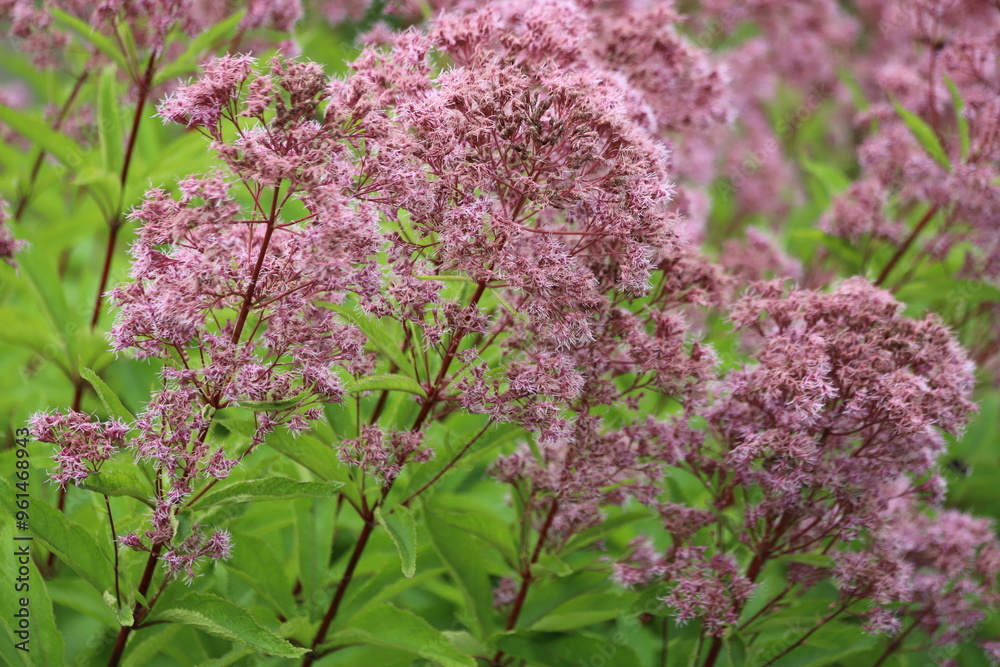 Eupatorium fistulosum also called Joe-Pye weed, trumpetweed or purple thoroughwort. Eupatorium fistulosum also called Joe-Pye weed, trumpetweed or purple thoroughwort.