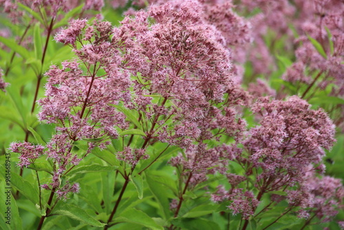 Eupatorium fistulosum also called Joe-Pye weed, trumpetweed or purple thoroughwort. photo