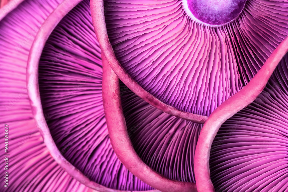 textured background of purple mushrooms purple lepista close-up top view