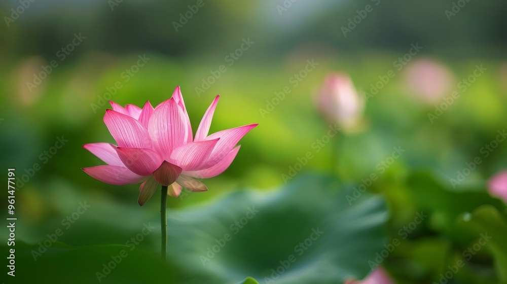 A tight shot of a pink bloom amidst water lilies' emerald foliage A tight shot of a pink bloom amidst water lilies' emerald foliage