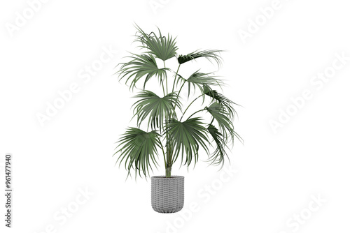 Palm flower in pot isolated on white, 3d render
