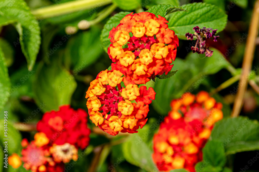Lantana Cámara or Buenos Aires verbena or Camará, A rainbow in your garden Lantana Cámara or Buenos Aires verbena or Camará, A rainbow in your garden