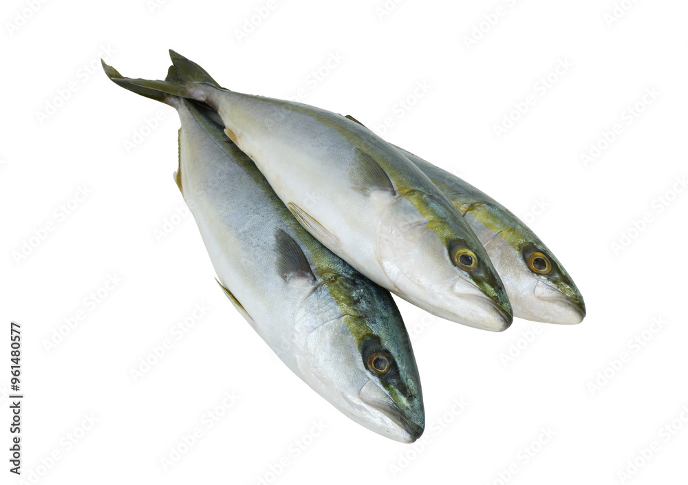 Fesh yellowtail amberjack fishes isolated on white background Fesh yellowtail amberjack fishes isolated on white background