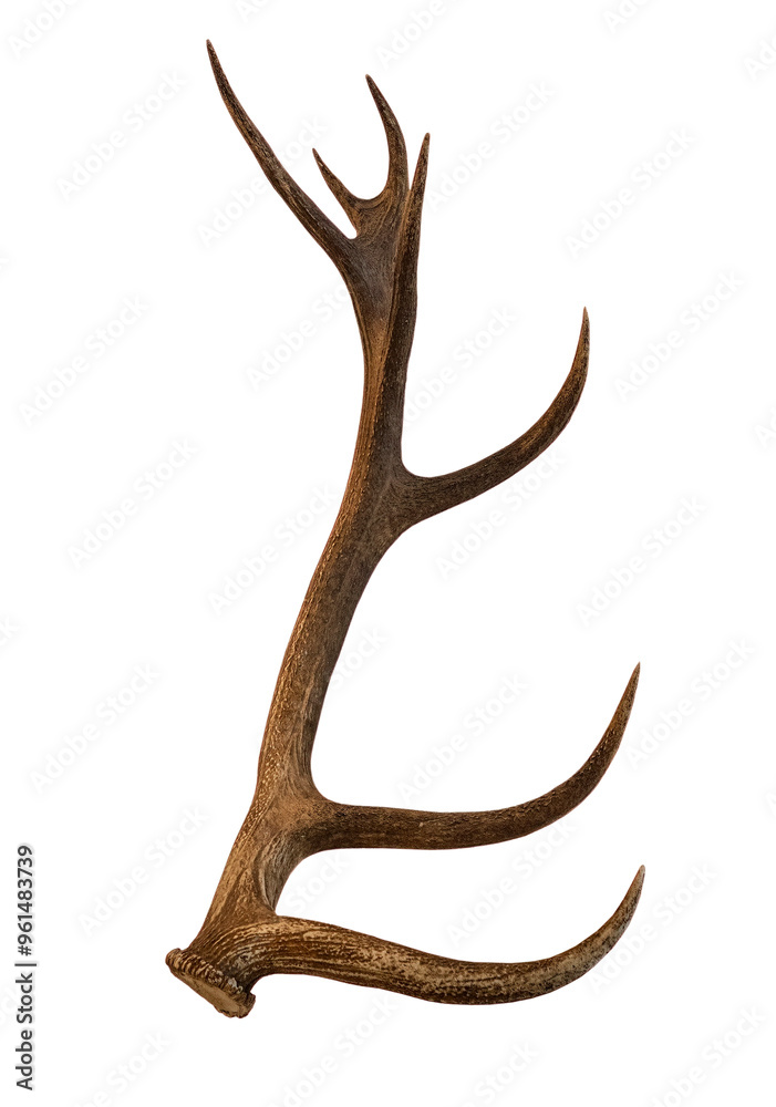 deer antlers on white, isolated deer antlers on white, isolated