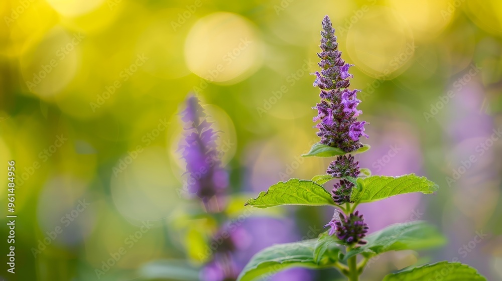 A tight shot of a plant with vivid purple blooms in the foreground and softly blurred green foliage in the background A tight shot of a plant with vivid purple blooms in the foreground and softly blurred green foliage in the background