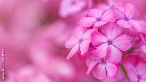  A tight shot of rosy blooms against a softly blurred pink backdrop, with sharp focus on floral centers
