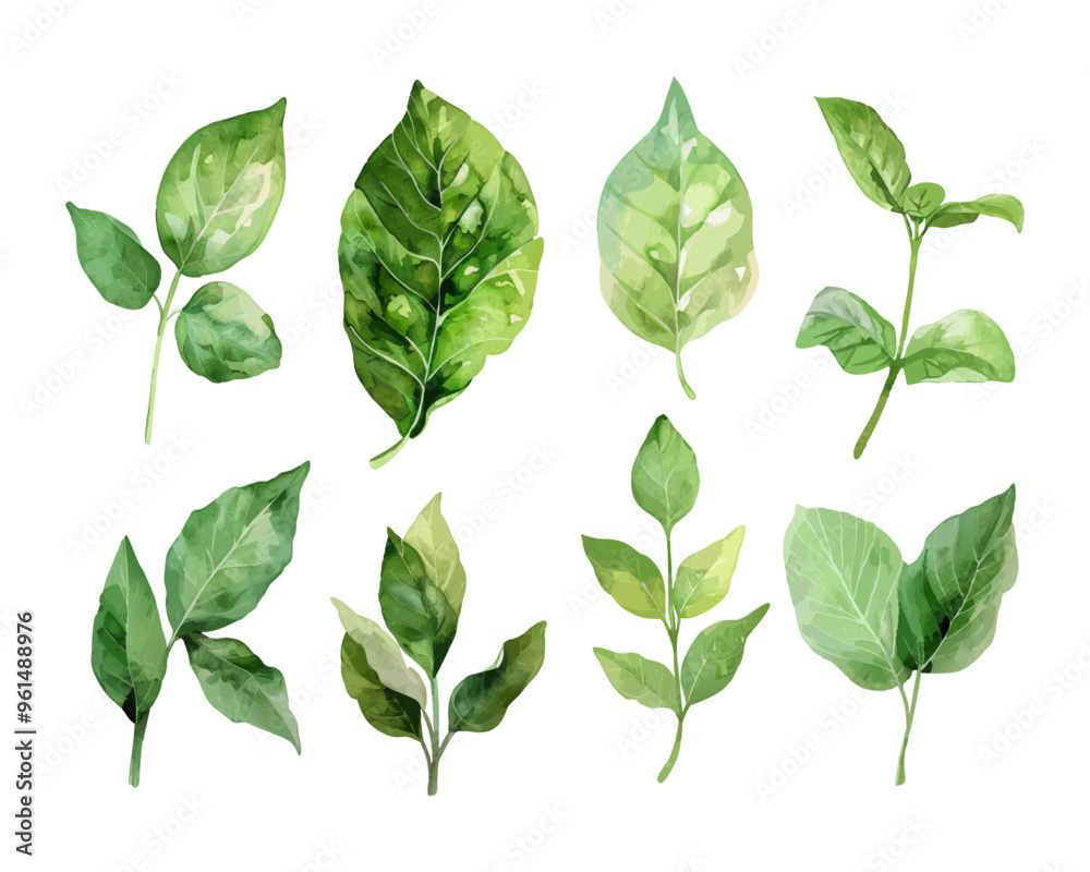 Set of watercolor green leaves isolated on white background. Hand painted botanical illustration for floral design, wedding invitations, greeting cards. Set of watercolor green leaves isolated on white background. Hand painted botanical illustration for floral design, wedding invitations, greeting cards.