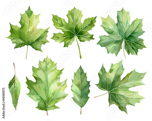 Set of eight green maple leaves, watercolor illustration on white background. Botanical elements for design.