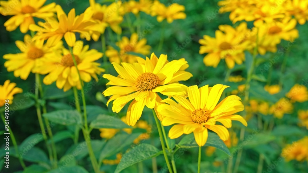 Garden Patch of Heliopsis Helianthoides Tuscan Sun Flowering Plant Rough Smooth Oxeye False Sunflower Swaying in Wind Garden Patch of Heliopsis Helianthoides Tuscan Sun Flowering Plant Rough Smooth Oxeye False Sunflower Swaying in Wind