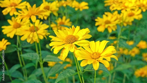 Garden Patch of Heliopsis Helianthoides Tuscan Sun Flowering Plant Rough Smooth Oxeye False Sunflower Swaying in Wind