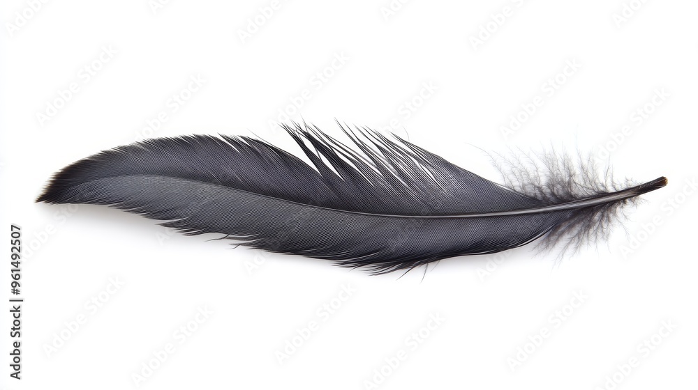 A single dark gray feather isolated on a white background. The feather is soft and delicate, with a slightly curved shape. It symbolizes lightness, freedom, and beauty. A single dark gray feather isolated on a white background. The feather is soft and delicate, with a slightly curved shape. It symbolizes lightness, freedom, and beauty.