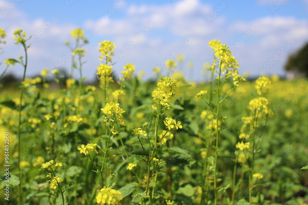 A beautiful field of mustard flowers in the rays of the morning sun. Field mustard blooms with bright yellow flowers. The concept of a good harvest,
A beautiful field of mustard flowers in the rays of the morning sun. Field mustard blooms with bright yellow flowers. The concept of a good harvest,