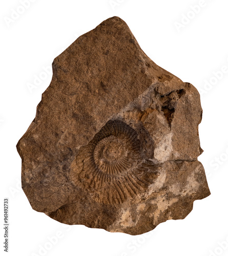 Tablou pe pânză fossil of Ammonite in the stone on white, isolated