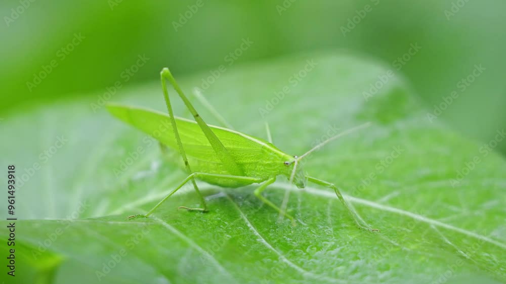 Green grasshopper on leaf the outdoor. Green grasshopper on leaf the outdoor.