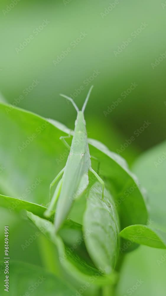green locust or acrida cinerea of grasshopper on leaf the outdoor. green locust or acrida cinerea of grasshopper on leaf the outdoor.