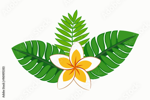frangipani flower isolated on white background