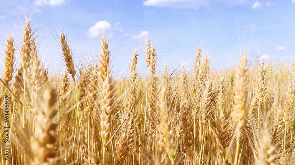 video of golden wheat fields with plump grains swaying in the wind video of golden wheat fields with plump grains swaying in the wind