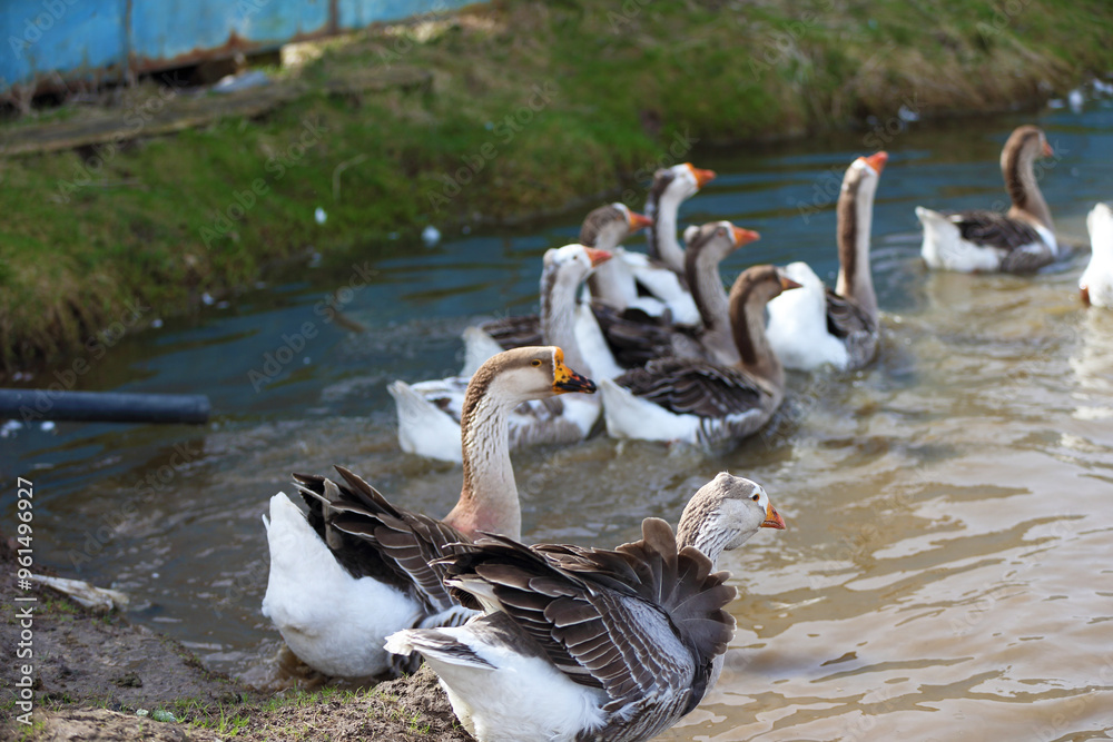 Fototapeta premium Geese with orange beaks swim in a man-made pond with murky water on a summer day in a farmyard.