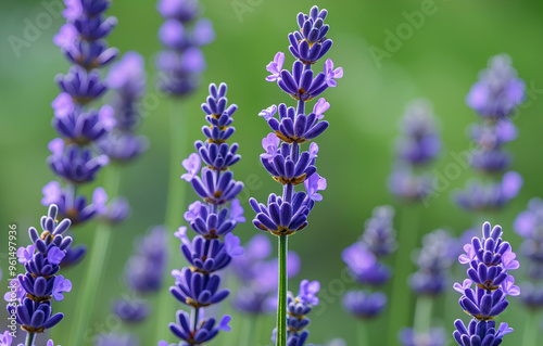 Lavender Herbal Plants for Relaxation