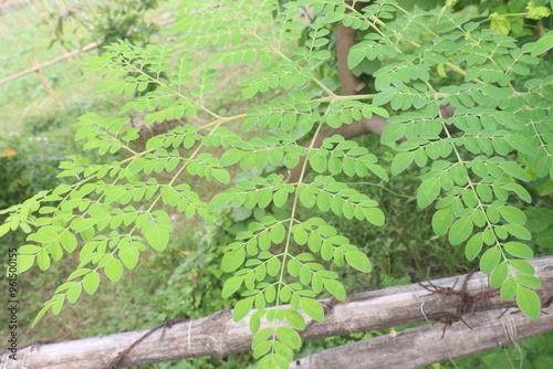 Moringa on tree in farm for harvest photo