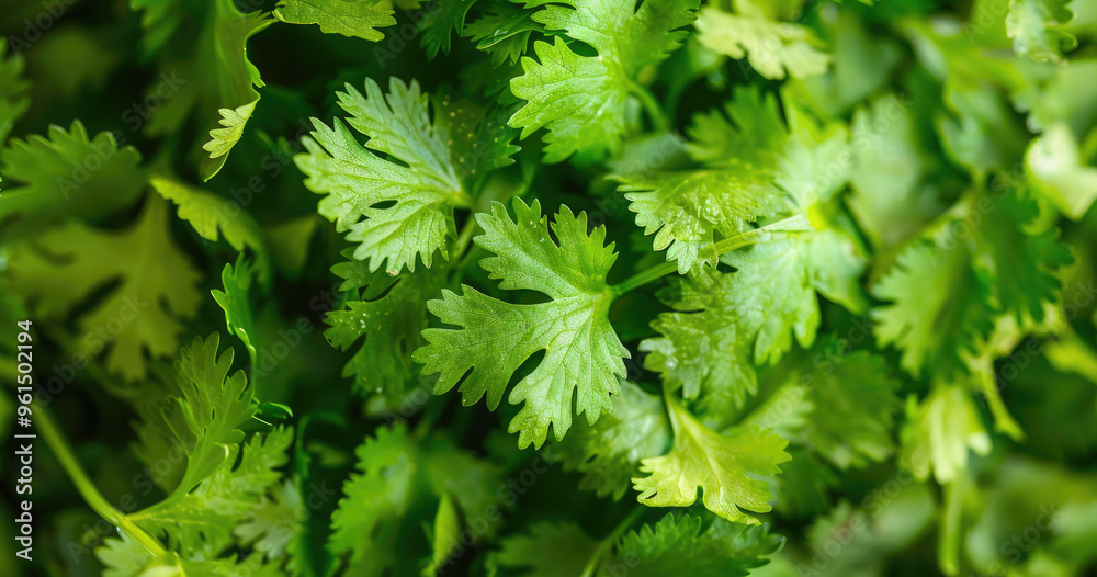 Fresh Green Cilantro Leaves Close-Up - Vibrant and Healthy Herb for Cooking and Garnishing Fresh Green Cilantro Leaves Close-Up - Vibrant and Healthy Herb for Cooking and Garnishing