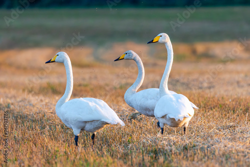 white swan on the field