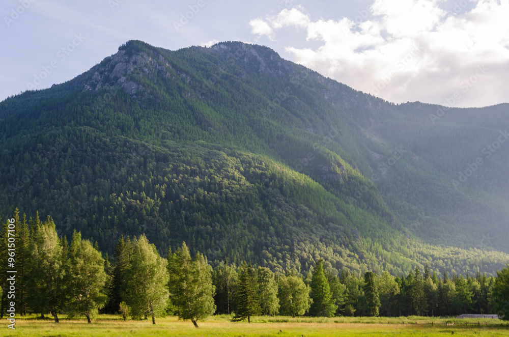 Naklejka premium Mountain Meadow in sun light. countryside springtime landscape with valley in fog behind the forest on the grassy hill. fluffy clouds on a bright blue sky. Hight quality photo nature freshness concept