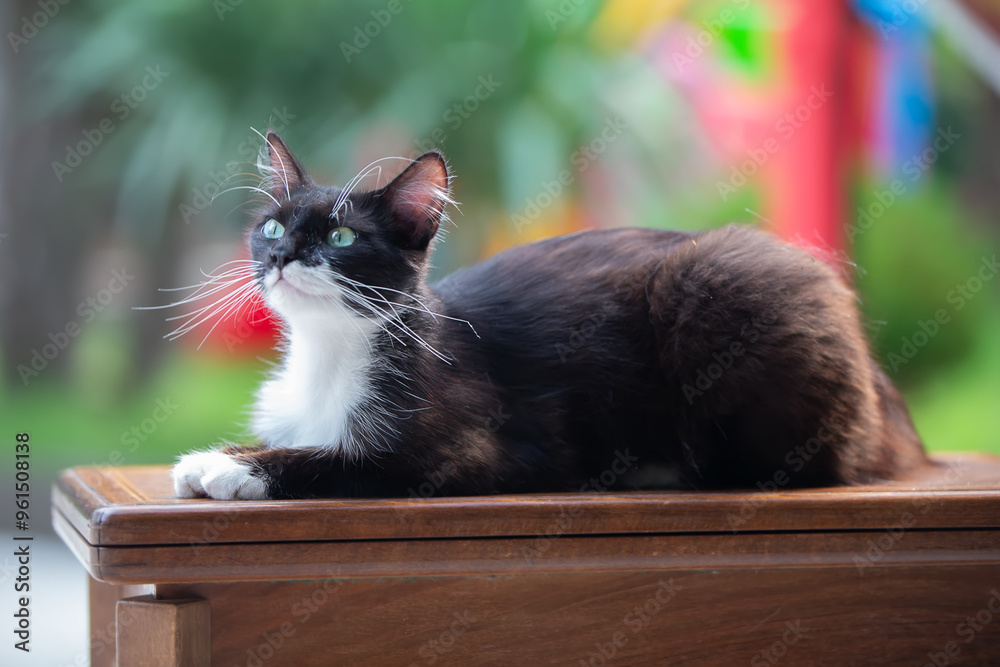 A black and white cat is laying on a wooden table. The cat has a green ...