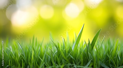 Lush green grass growing under soft sunlight in a serene outdoor setting during late spring