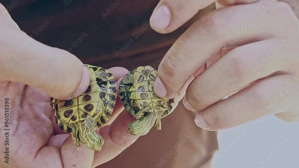 Vidéo Stock Two hands gently holding and examining two hatchling Red
