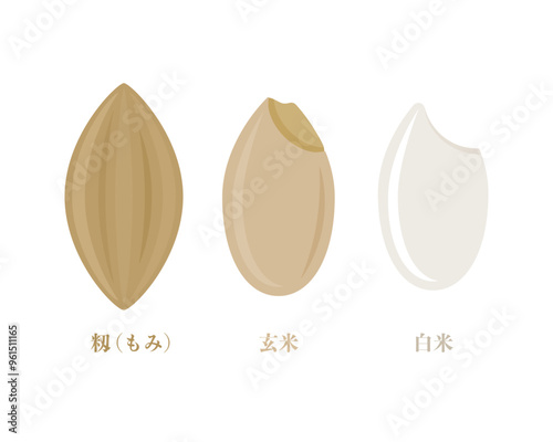米粒の白米まで_もみ、玄米、精米前、精米後のお米イラスト