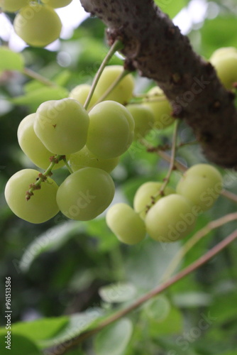 Phyllanthus acidus on tree in farm photo