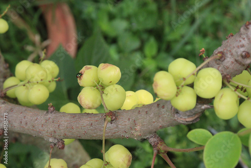 Phyllanthus acidus on tree in farm photo