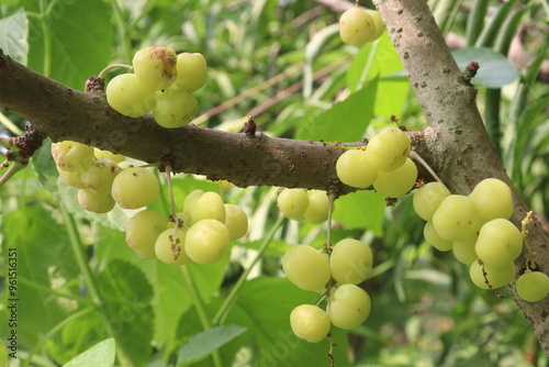 Phyllanthus acidus on tree in farm photo