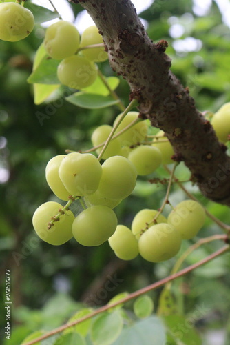 Phyllanthus acidus on tree in farm photo