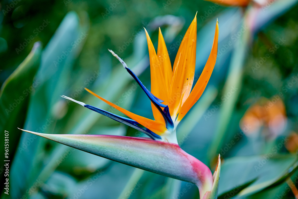 Plant, garden and outdoor growth on holiday, peace and sustainability in environment for ecology. Crane flower, location and closeup of leaves in ecosystem, travel and bush for eco friendly vacation Plant, garden and outdoor growth on holiday, peace and sustainability in environment for ecology. Crane flower, location and closeup of leaves in ecosystem, travel and bush for eco friendly vacation