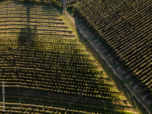 Bavarian Hops fields from top during September harvesting phase photo