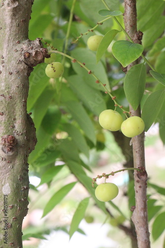 Phyllanthus acidus on tree in farm photo