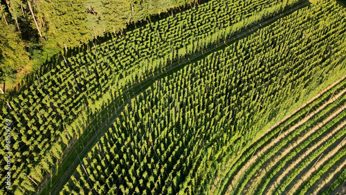 View from top to a Bavarian hops field before harvesting season photo