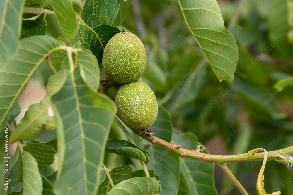 Growing walnut in shell on branch.Green leaves. Walnut tree.Walnuts in peel. Growing walnut in shell on branch.Green leaves. Walnut tree.Walnuts in peel.